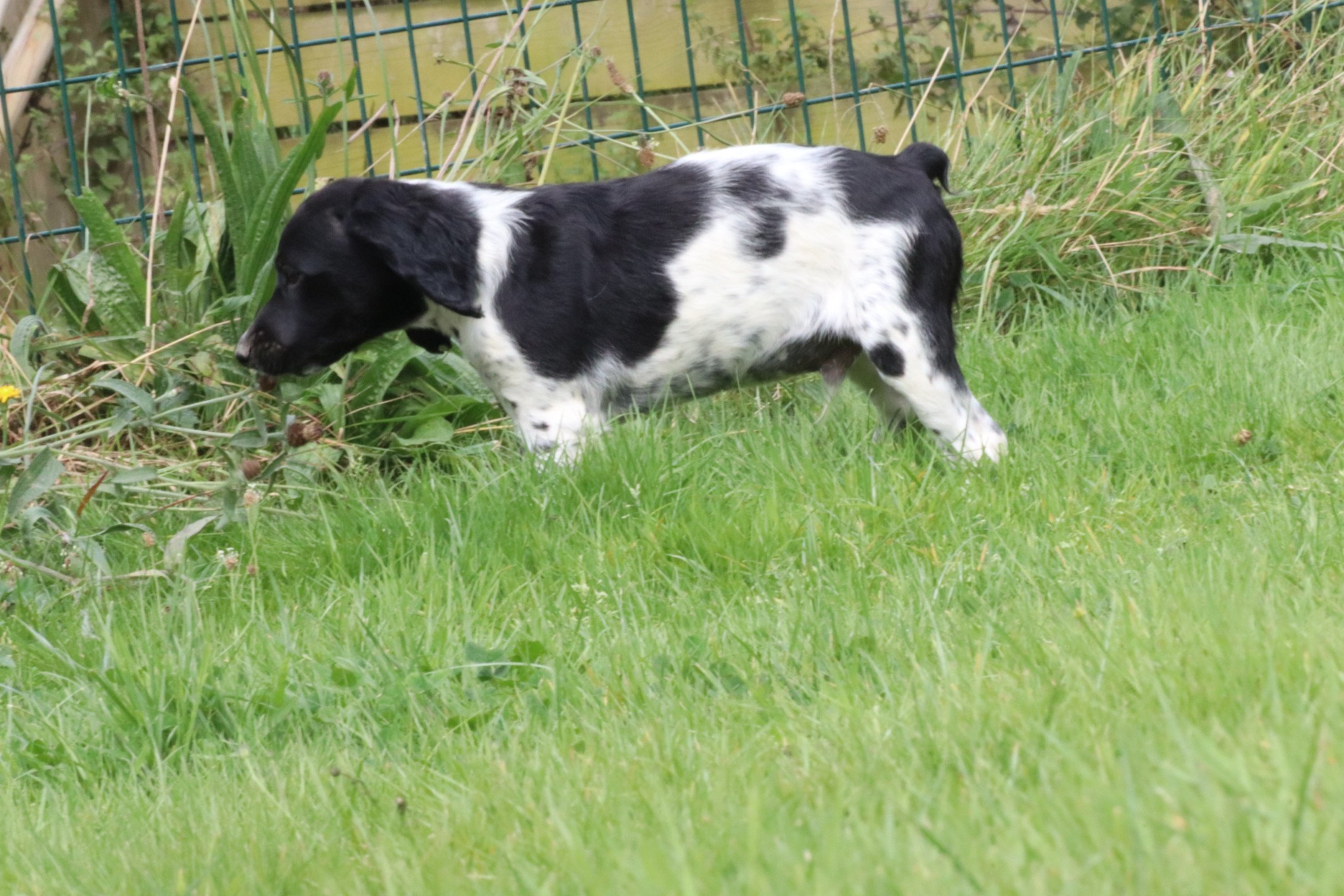 chiot Epagneul breton Noi-pan-bla M5NB Des Plumes Des Marais Du Cotentin