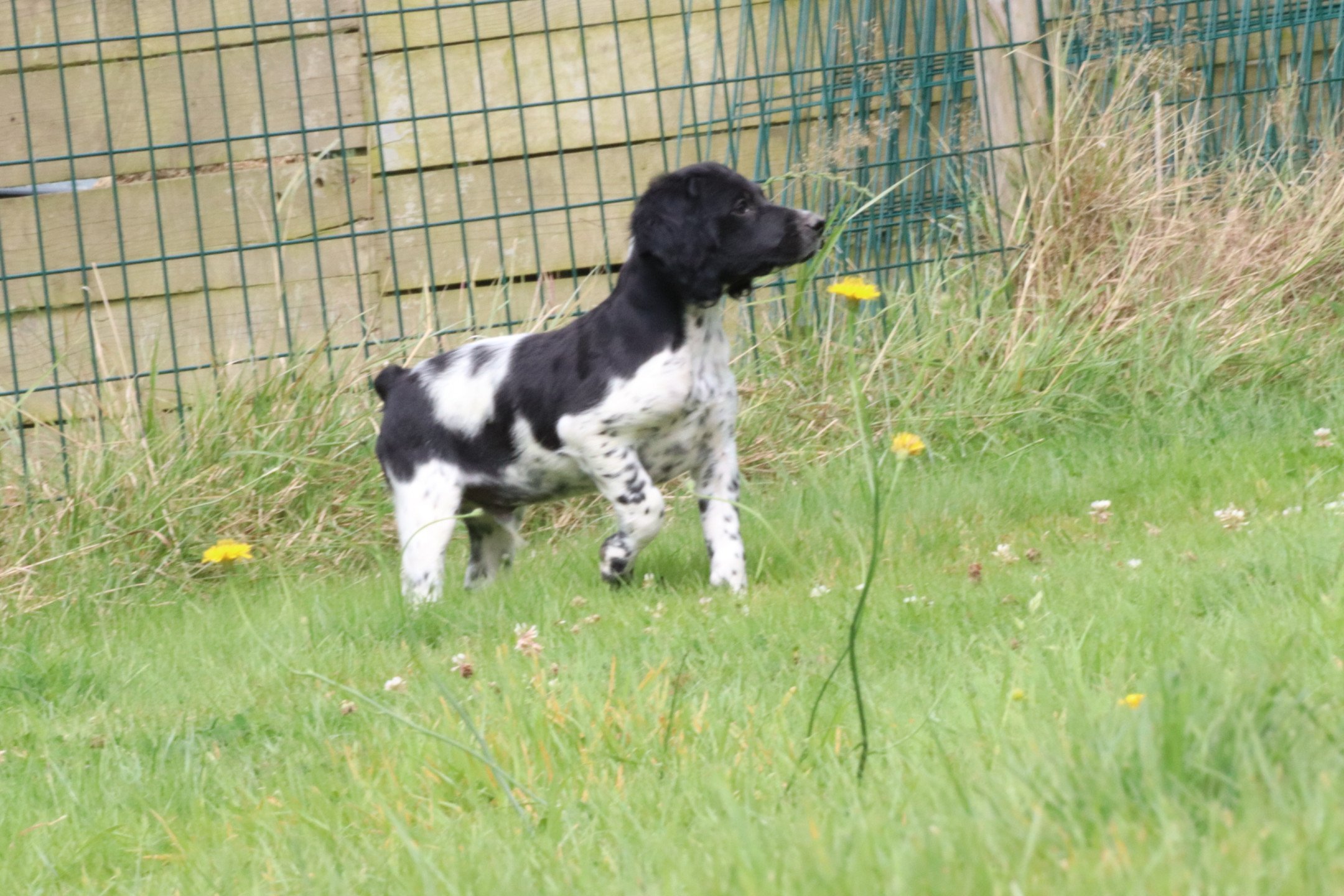 chiot Epagneul breton Noi-pan-bla M5NB Des Plumes Des Marais Du Cotentin