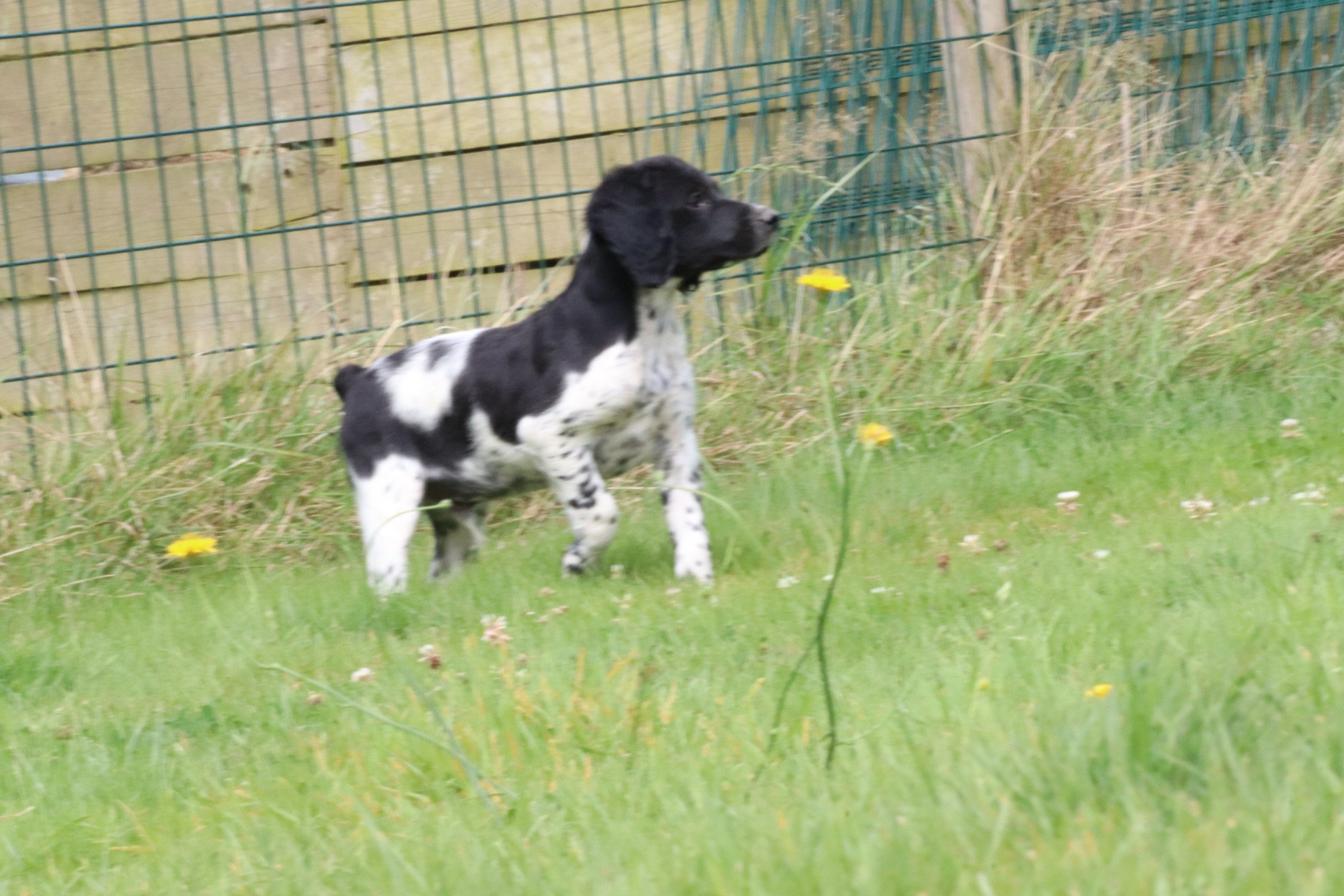 chiot Epagneul breton Noi-pan-bla M5NB Des Plumes Des Marais Du Cotentin