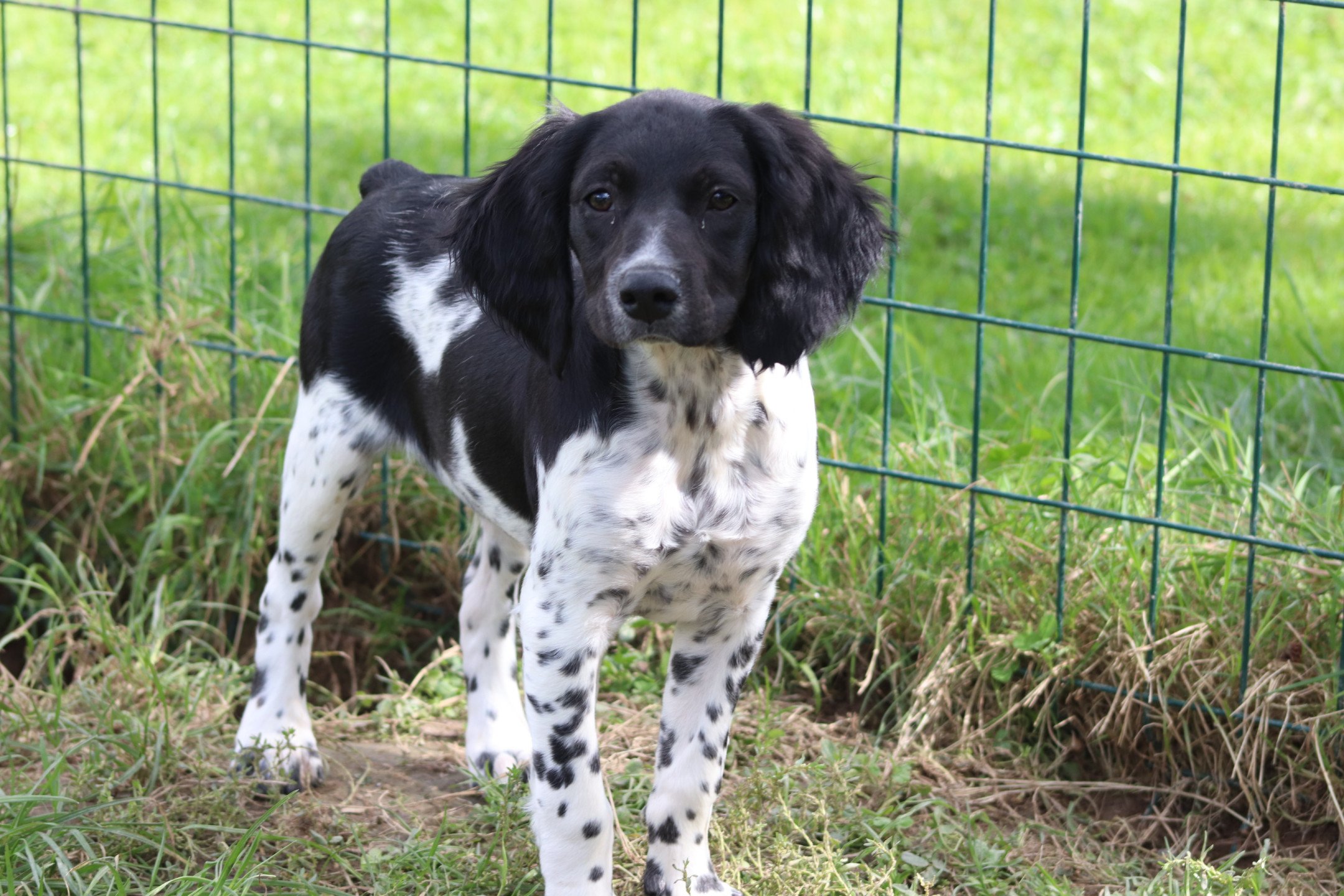 chiot Epagneul breton Noi-pan-bla M5NB Des Plumes Des Marais Du Cotentin