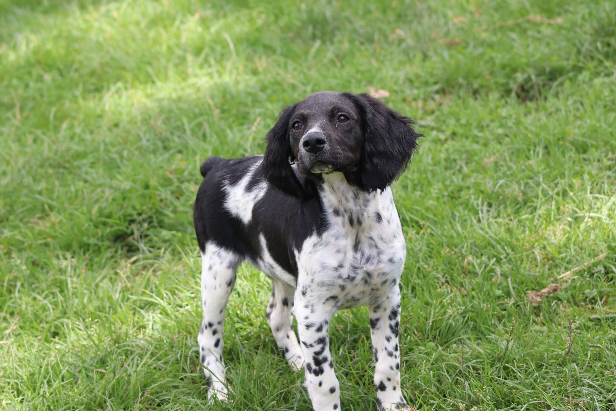 chiot Epagneul breton Noi-pan-bla M5NB Des Plumes Des Marais Du Cotentin