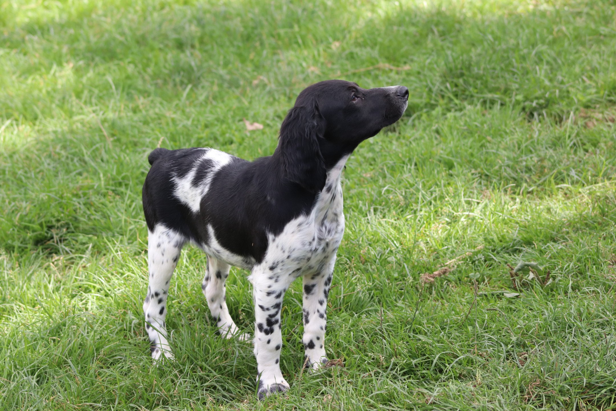 chiot Epagneul breton Noi-pan-bla M5NB Des Plumes Des Marais Du Cotentin