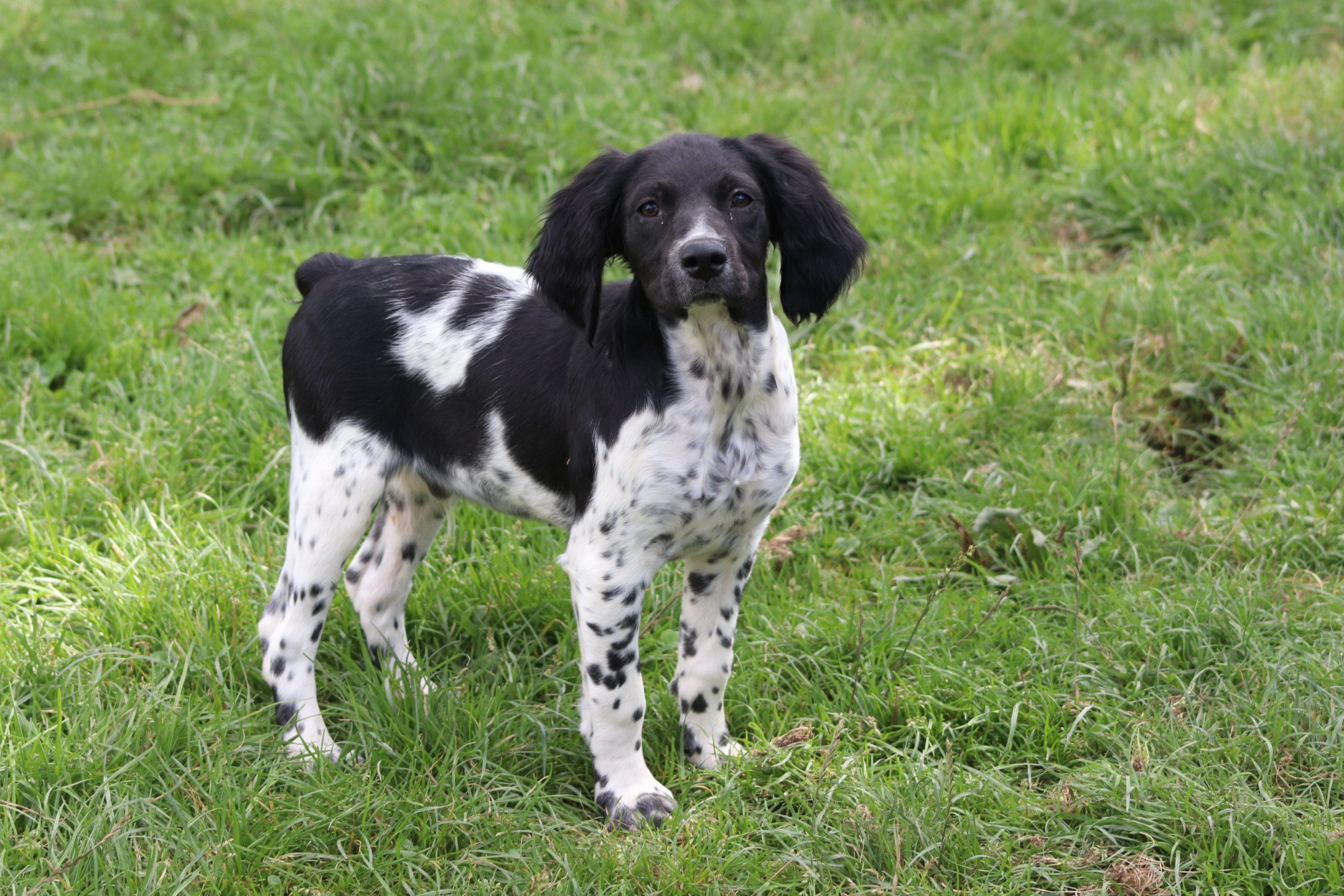 chiot Epagneul breton Noi-pan-bla M5NB Des Plumes Des Marais Du Cotentin