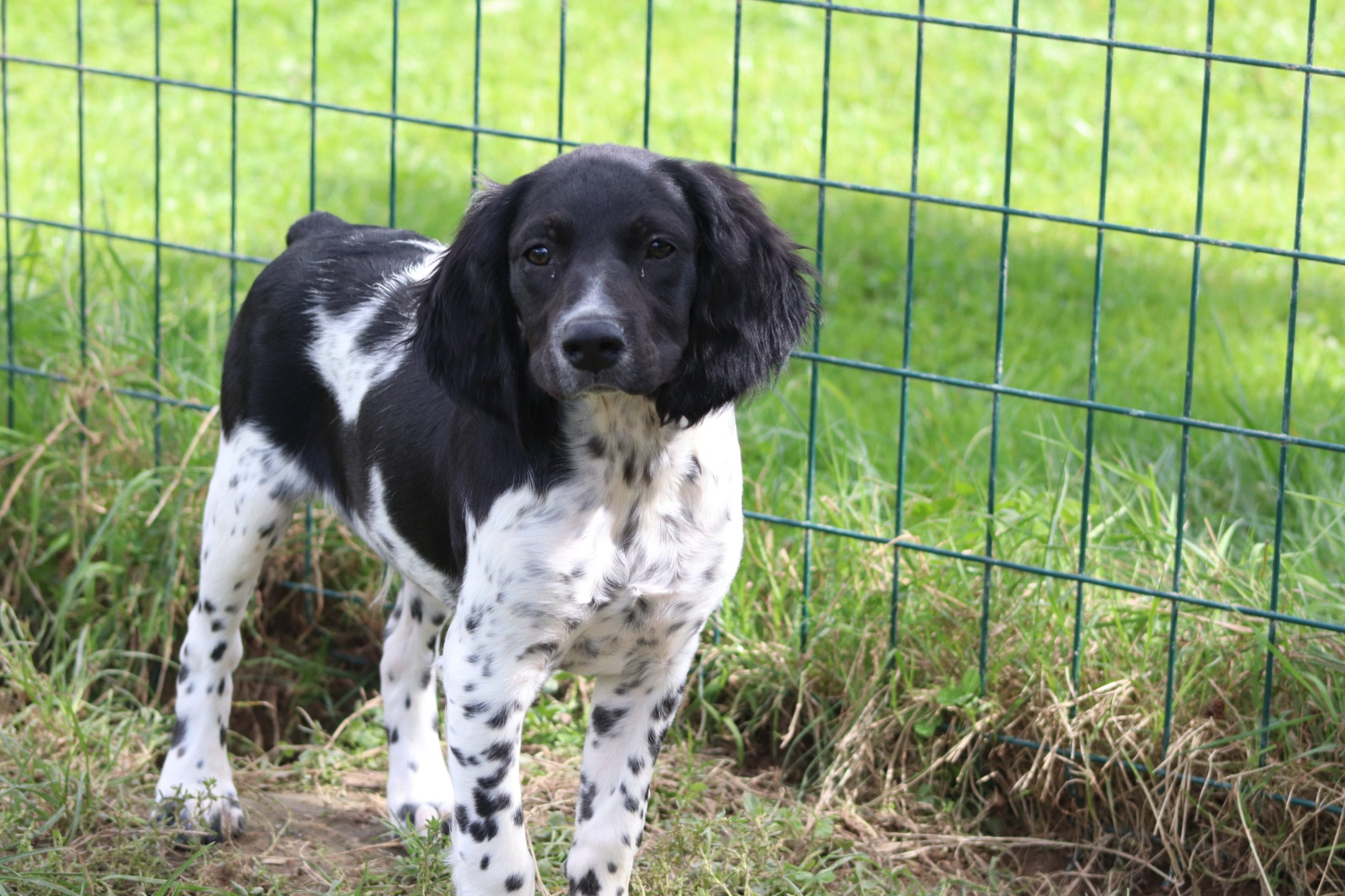 chiot Epagneul breton Noi-pan-bla M5NB Des Plumes Des Marais Du Cotentin
