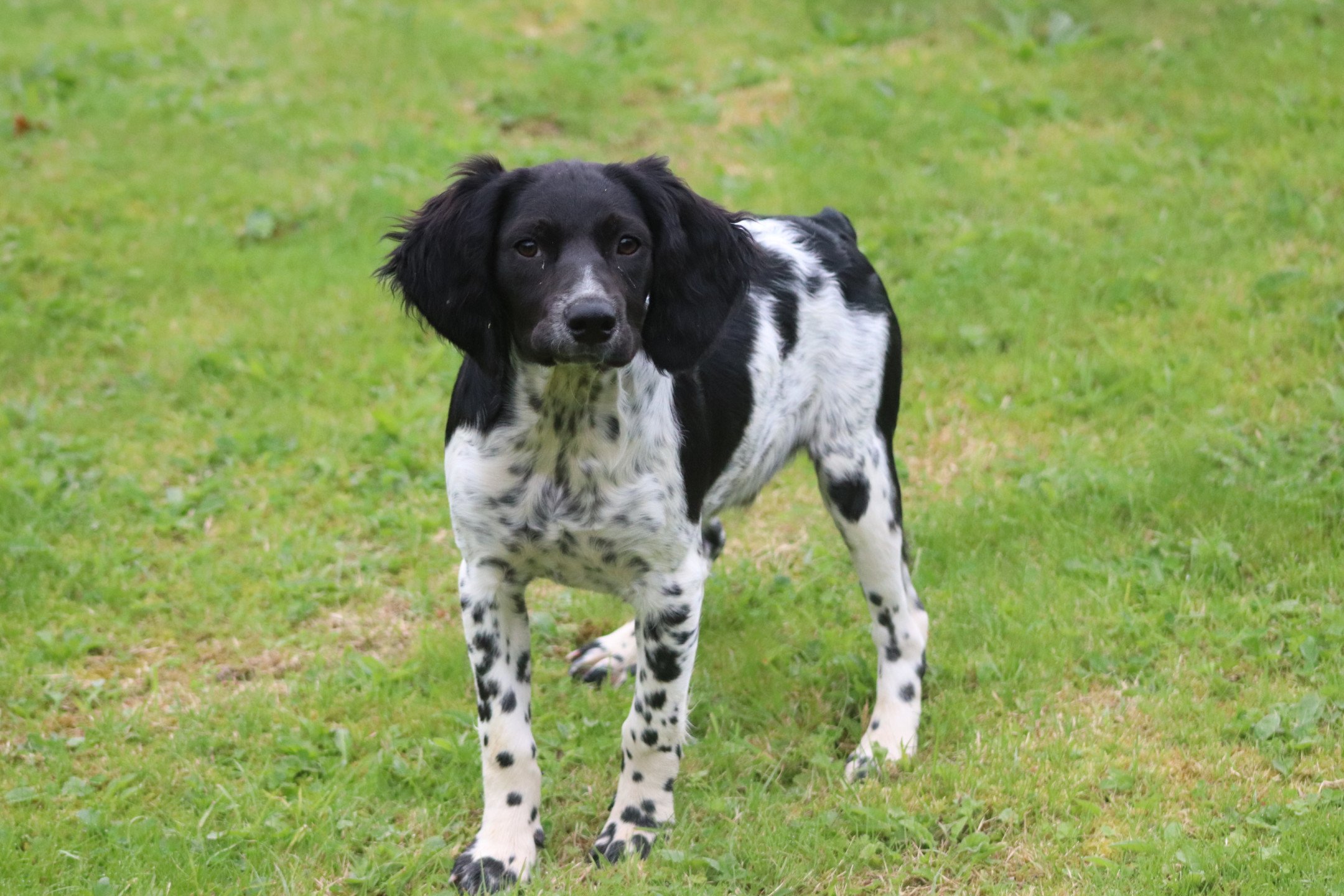 chiot Epagneul breton Noi-pan-bla M5NB Des Plumes Des Marais Du Cotentin