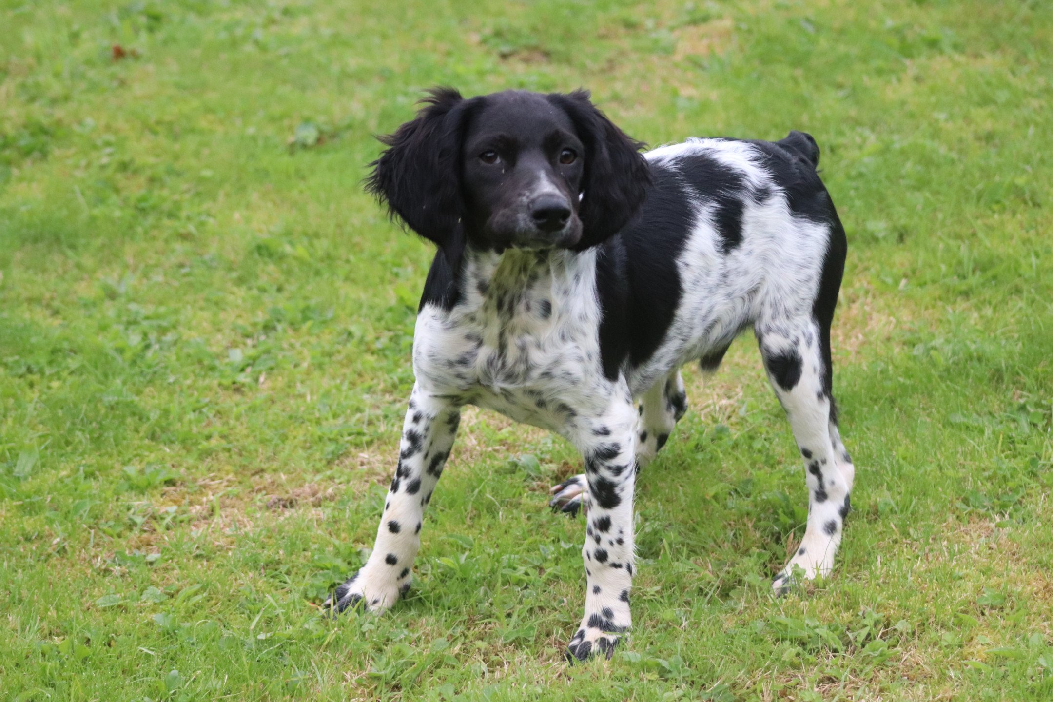 chiot Epagneul breton Noi-pan-bla M5NB Des Plumes Des Marais Du Cotentin