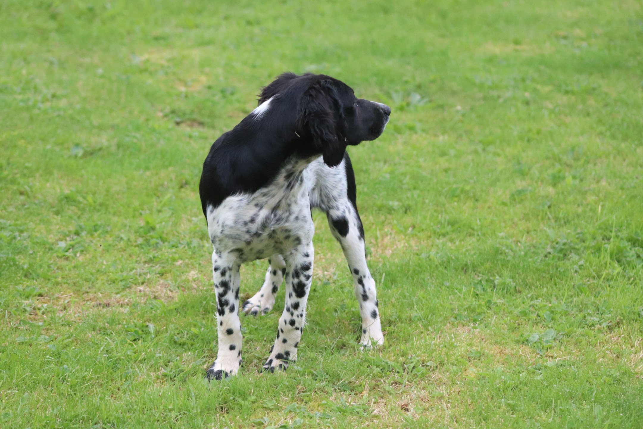 chiot Epagneul breton Noi-pan-bla M5NB Des Plumes Des Marais Du Cotentin