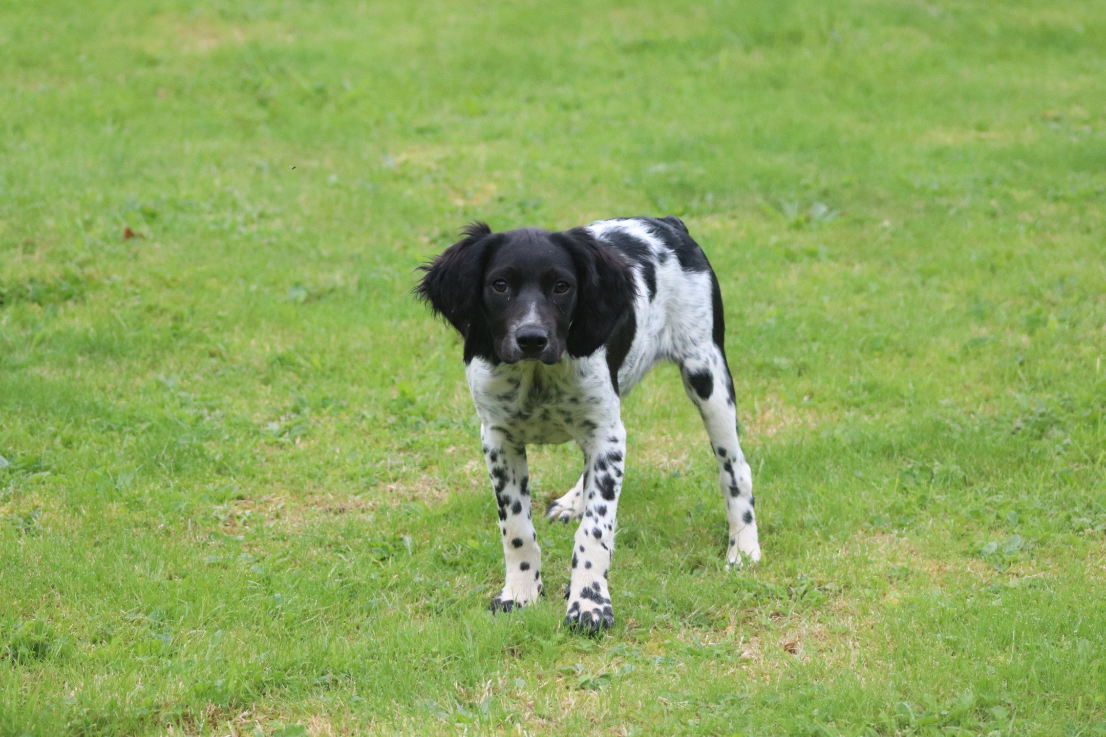 chiot Epagneul breton Noi-pan-bla M5NB Des Plumes Des Marais Du Cotentin