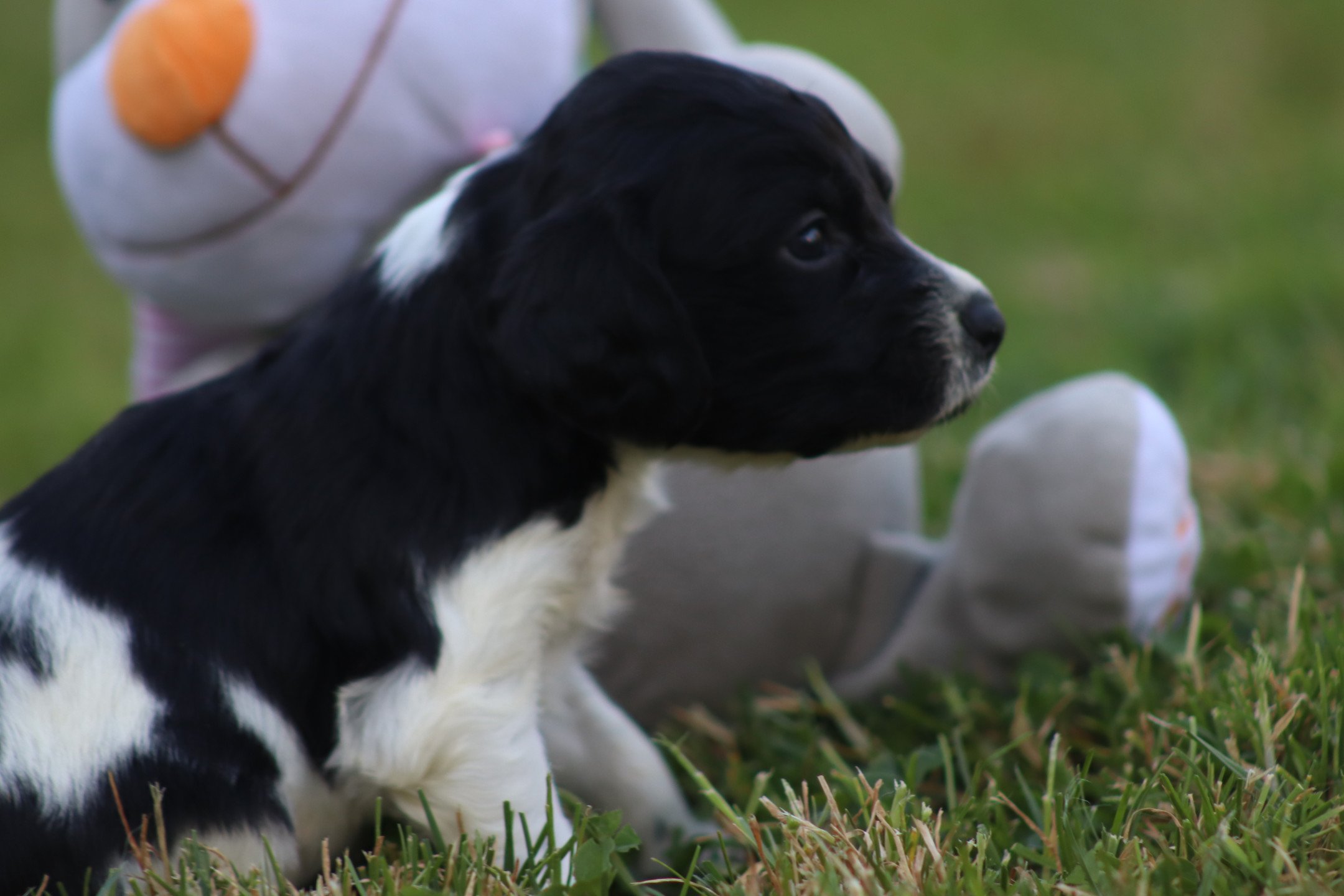 chiot Epagneul breton Noi-pan-bla M5NB Des Plumes Des Marais Du Cotentin