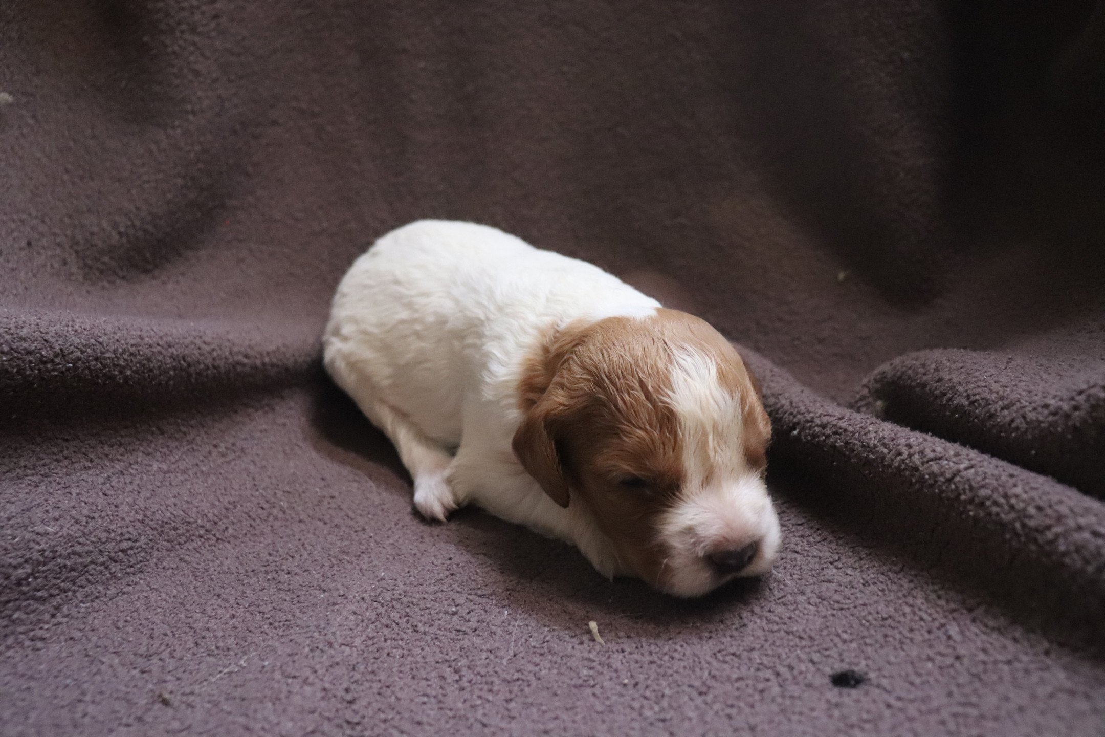 chiot Epagneul breton F-Or-Pan-Bla M6OB Des Plumes Des Marais Du Cotentin
