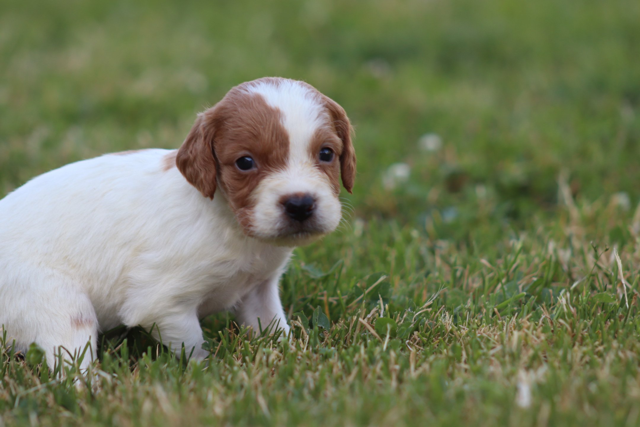 chiot Epagneul breton F-Or-Pan-Bla M6OB Des Plumes Des Marais Du Cotentin