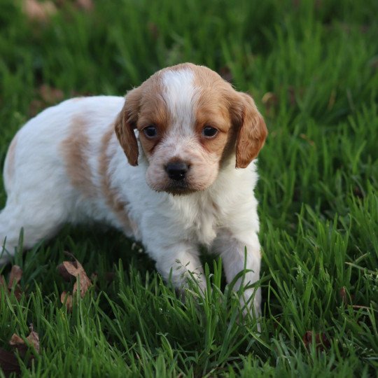 chiot Epagneul breton F-Or-Pan-Bla Des Plumes Des Marais Du Cotentin