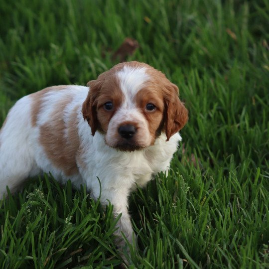 chiot Epagneul breton F-Or-Pan-Bla Des Plumes Des Marais Du Cotentin