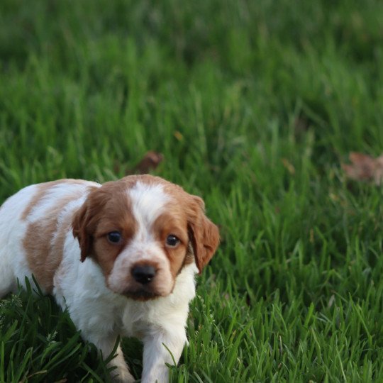 chiot Epagneul breton F-Or-Pan-Bla T des plumes des marais du Cotentin Des Plumes Des Marais Du Cotentin