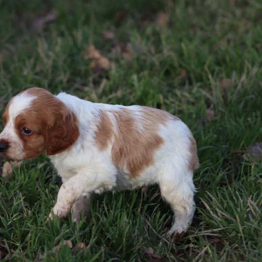 chiot Epagneul breton F-Or-Pan-Bla T des plumes des marais du Cotentin Des Plumes Des Marais Du Cotentin