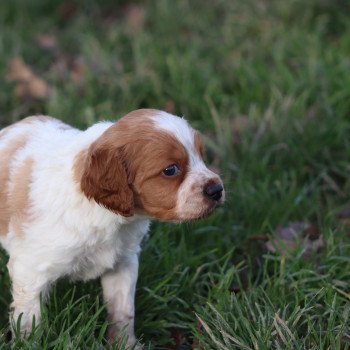 chiot Epagneul breton F-Or-Pan-Bla T Des Plumes Des Marais Du Cotentin