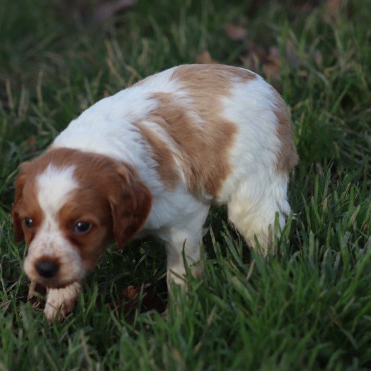 chiot Epagneul breton F-Or-Pan-Bla T Des Plumes Des Marais Du Cotentin