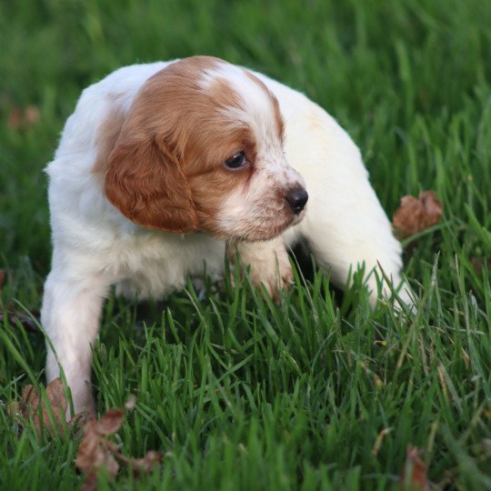 chiot Epagneul breton F-Or-Pan-Bla Des Plumes Des Marais Du Cotentin