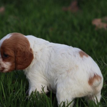 chiot Epagneul breton F-Or-Pan-Bla Des Plumes Des Marais Du Cotentin