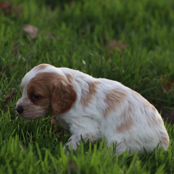 chiot Epagneul breton F-Or-Pan-Bla Des Plumes Des Marais Du Cotentin