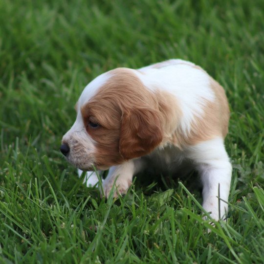 chiot Epagneul breton F-Or-Pan-Bla Des Plumes Des Marais Du Cotentin