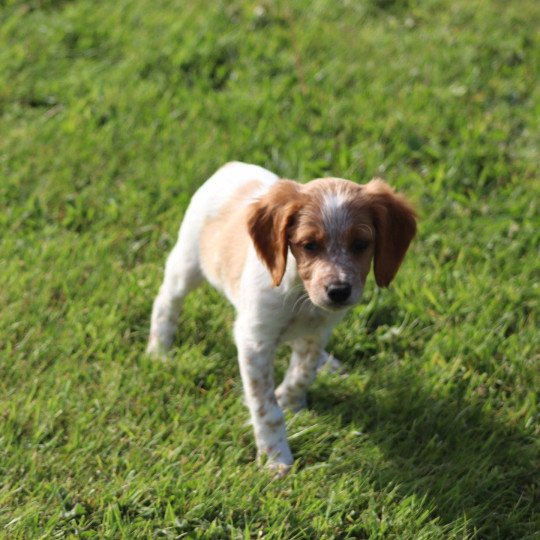 chiot Epagneul breton F-Or-Pan-Bla Des Plumes Des Marais Du Cotentin