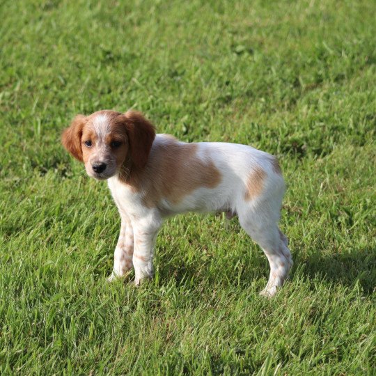 chiot Epagneul breton F-Or-Pan-Bla Des Plumes Des Marais Du Cotentin