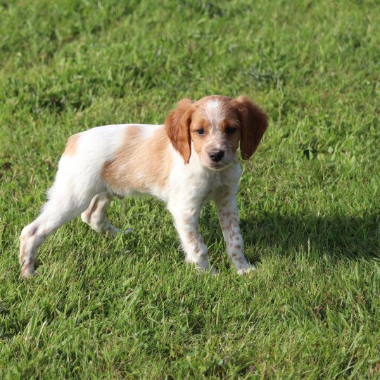 chiot Epagneul breton F-Or-Pan-Bla Des Plumes Des Marais Du Cotentin