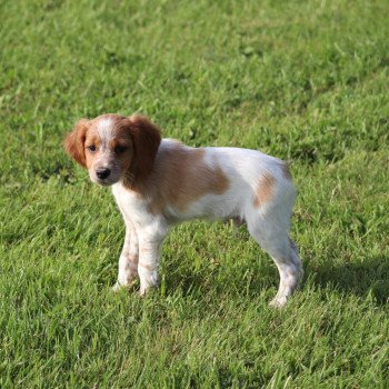 chiot Epagneul breton F-Or-Pan-Bla Des Plumes Des Marais Du Cotentin