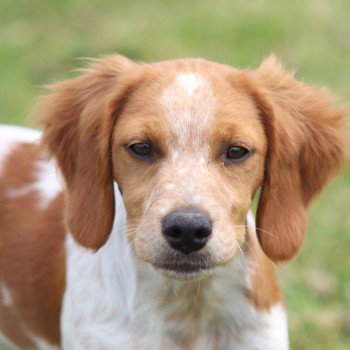 chiot Epagneul breton F-Or-Pan-Bla UNION des plumes des marais du Cotentin Des Plumes Des Marais Du Cotentin