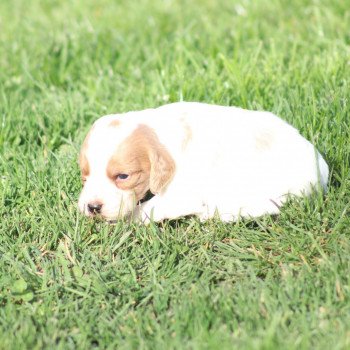 chiot Epagneul breton Des Plumes Des Marais Du Cotentin