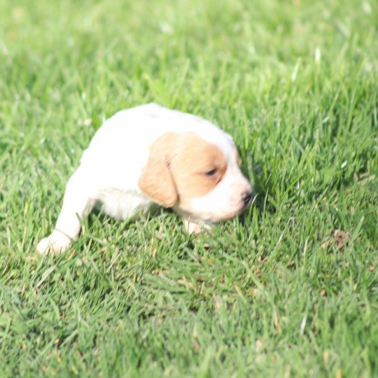 chiot Epagneul breton F-or-pan-bla U des plumes des marais du Cotentin Des Plumes Des Marais Du Cotentin