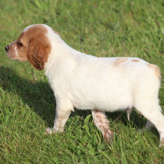 chiot Epagneul breton F-or-pan-bla U5NRO des plumes des marais du Cotentin Des Plumes Des Marais Du Cotentin