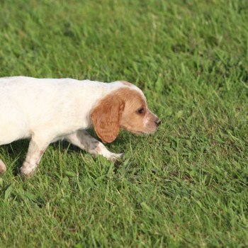 chiot Epagneul breton F-or-pan-bla U5NRO des plumes des marais du Cotentin Des Plumes Des Marais Du Cotentin