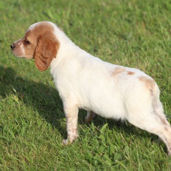 chiot Epagneul breton F-or-pan-bla U5NRO des plumes des marais du Cotentin Des Plumes Des Marais Du Cotentin