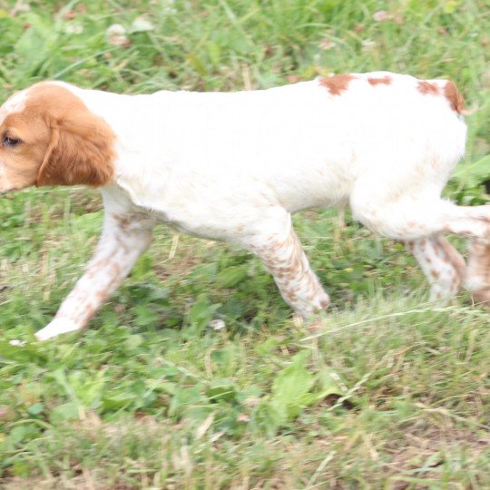 chiot Epagneul breton F-or-pan-bla UTWO des plumes des marais du Cotentin Des Plumes Des Marais Du Cotentin