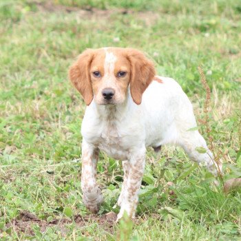 chiot Epagneul breton F-or-pan-bla UTWO des plumes des marais du Cotentin Des Plumes Des Marais Du Cotentin