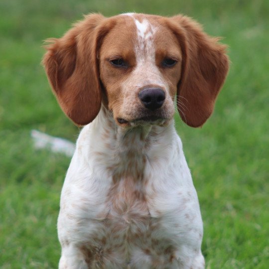 chiot Epagneul breton F-or-pan-bla UTWO des plumes des marais du Cotentin Des Plumes Des Marais Du Cotentin