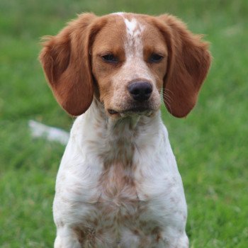 chiot Epagneul breton F-or-pan-bla UTWO des plumes des marais du Cotentin Des Plumes Des Marais Du Cotentin