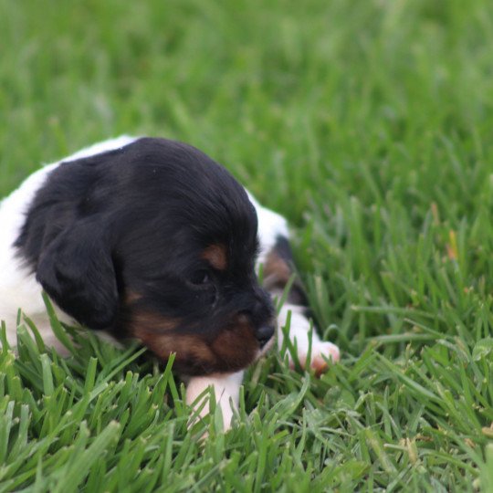 chiot Epagneul breton Des Plumes Des Marais Du Cotentin