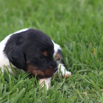 chiot Epagneul breton Des Plumes Des Marais Du Cotentin