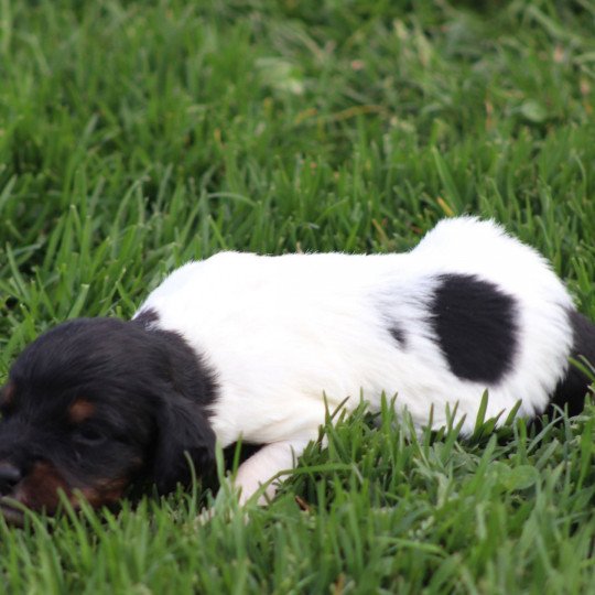 chiot Epagneul breton Des Plumes Des Marais Du Cotentin