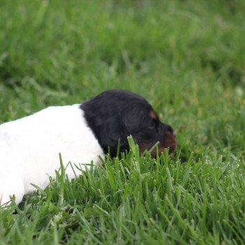 chiot Epagneul breton Des Plumes Des Marais Du Cotentin