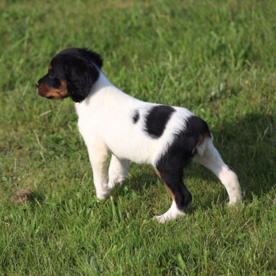 chiot Epagneul breton U2NRO des plumes des marais du Cotentin Des Plumes Des Marais Du Cotentin