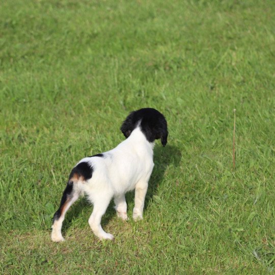 chiot Epagneul breton U2NRO des plumes des marais du Cotentin Des Plumes Des Marais Du Cotentin