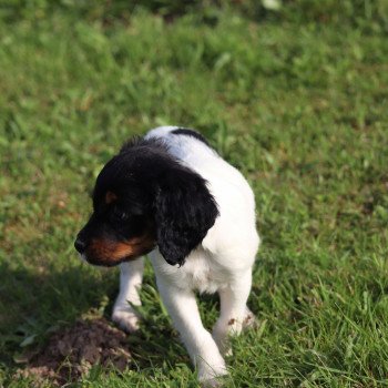 chiot Epagneul breton U2NRO des plumes des marais du Cotentin Des Plumes Des Marais Du Cotentin