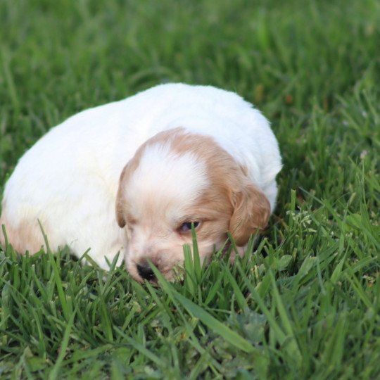 chiot Epagneul breton Des Plumes Des Marais Du Cotentin