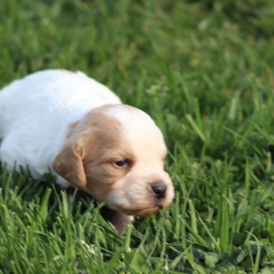 chiot Epagneul breton Des Plumes Des Marais Du Cotentin