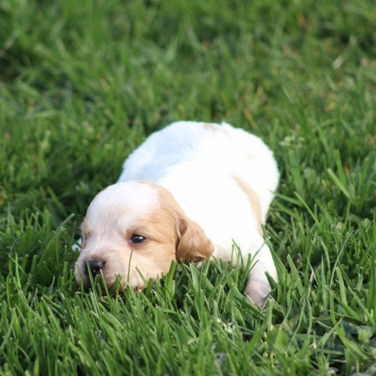 chiot Epagneul breton Des Plumes Des Marais Du Cotentin