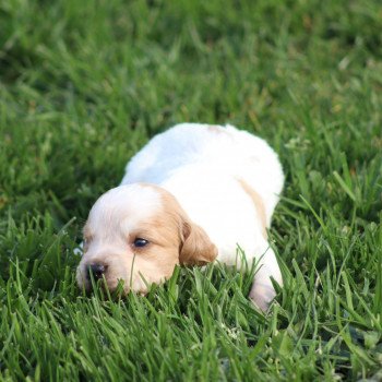 chiot Epagneul breton Des Plumes Des Marais Du Cotentin